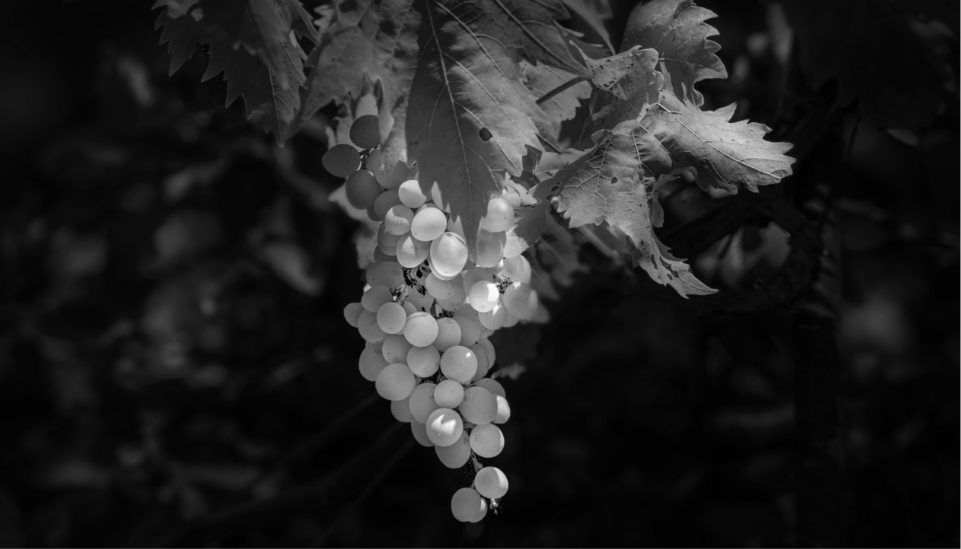grapes for wine production