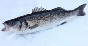 Λαβράκι - ονομασίες 