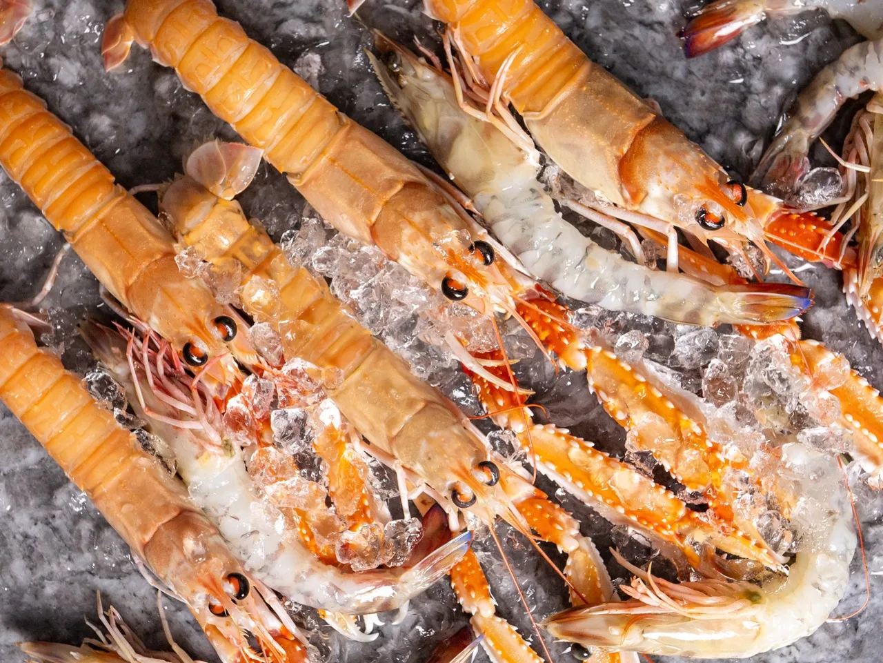 mavithalassa - η γαρίδα και η καραβίδα