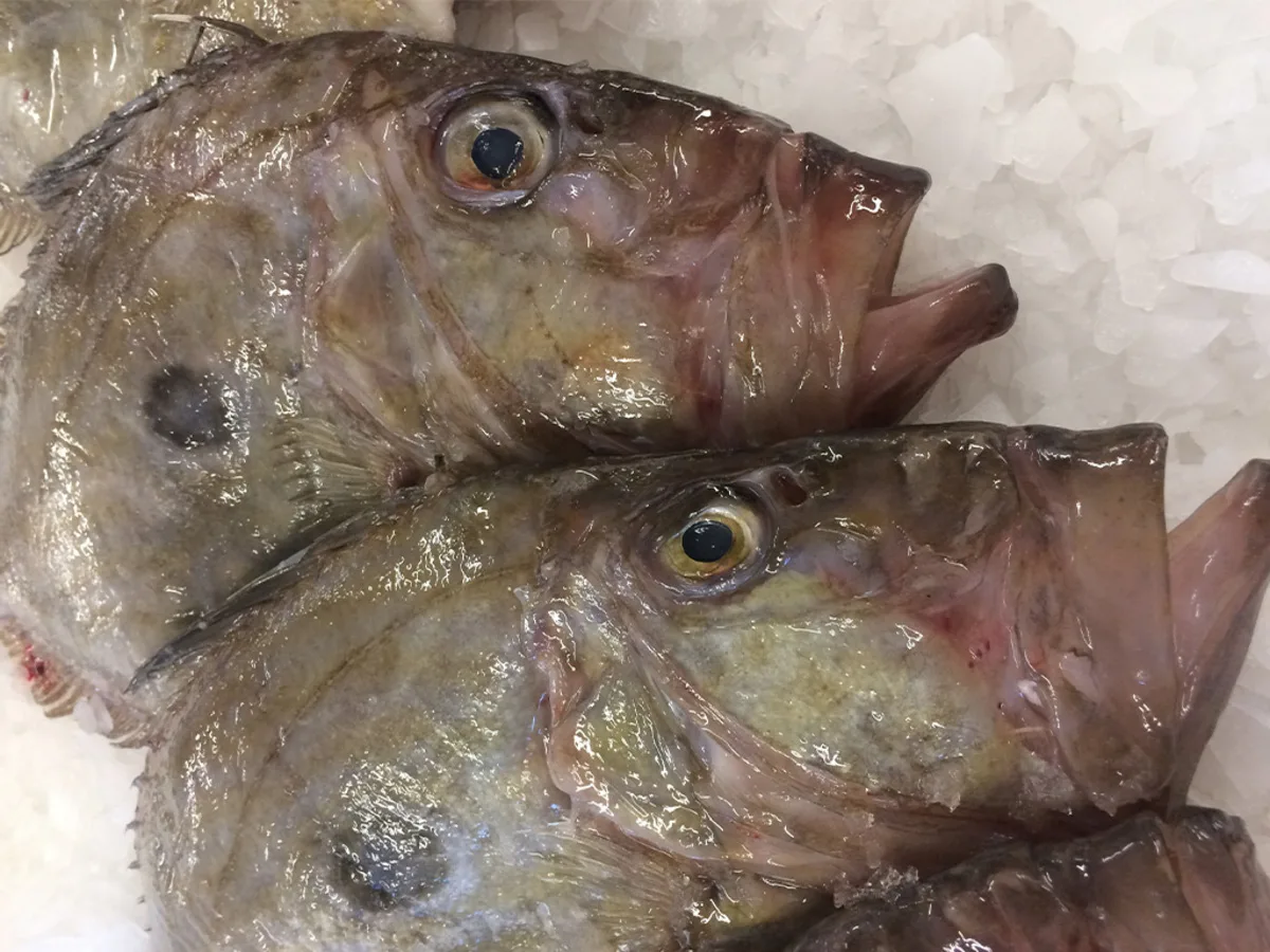 mavrithalassa - χριστόψαρο - ιχθυοπωλείο